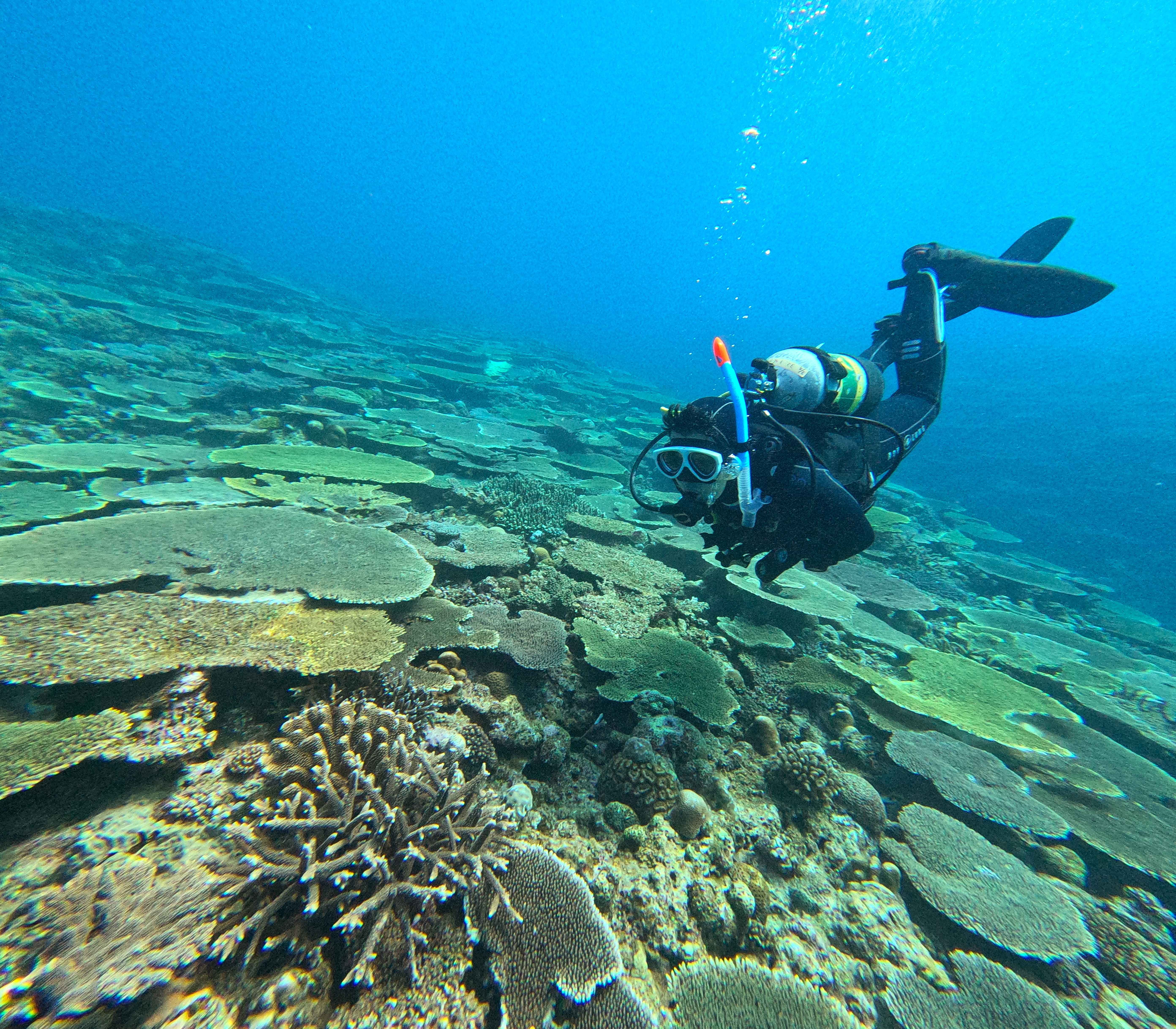 美ら海水族館の沖は、実はこんなにテーブルサンゴがモリモリなんです。