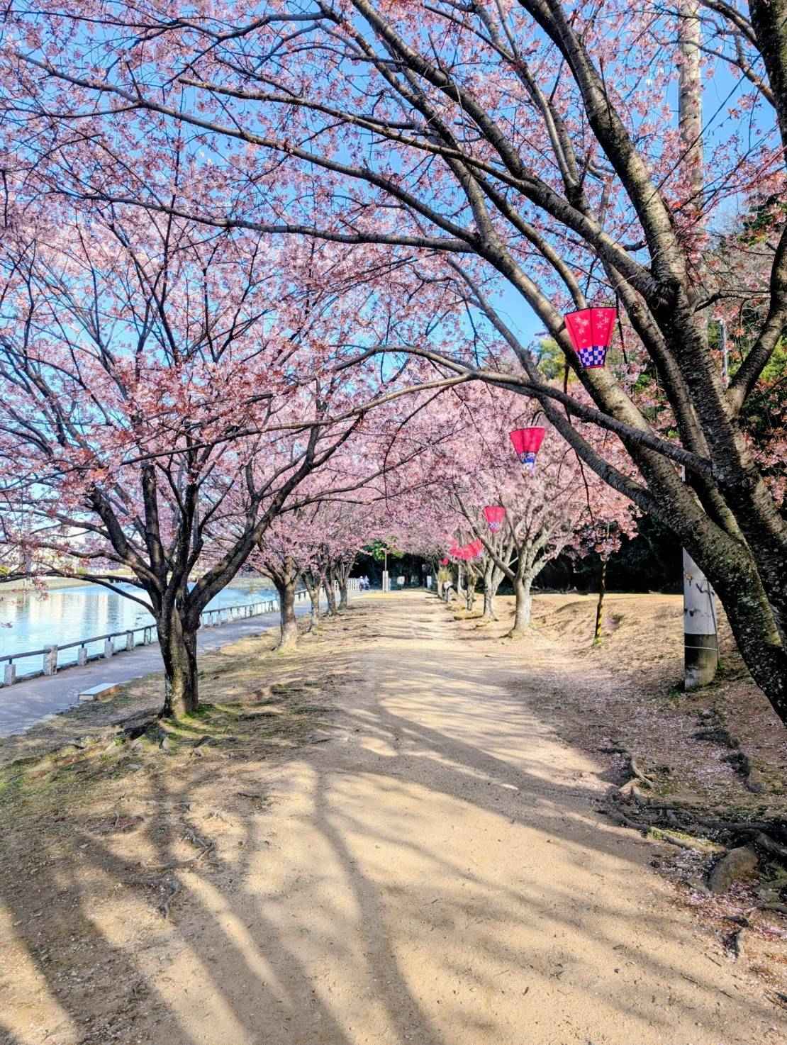 徳島で見つけた春、蜂須賀桜