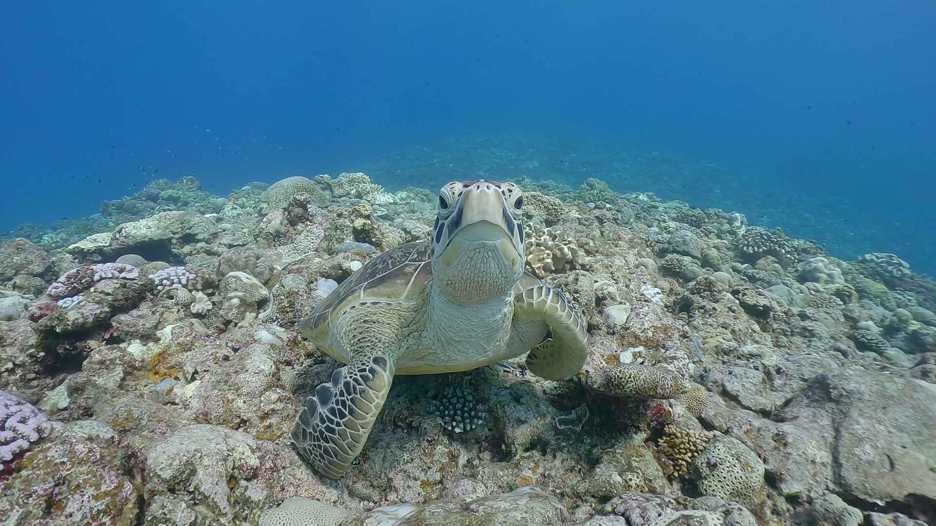 沖縄 ダイビング 少人数