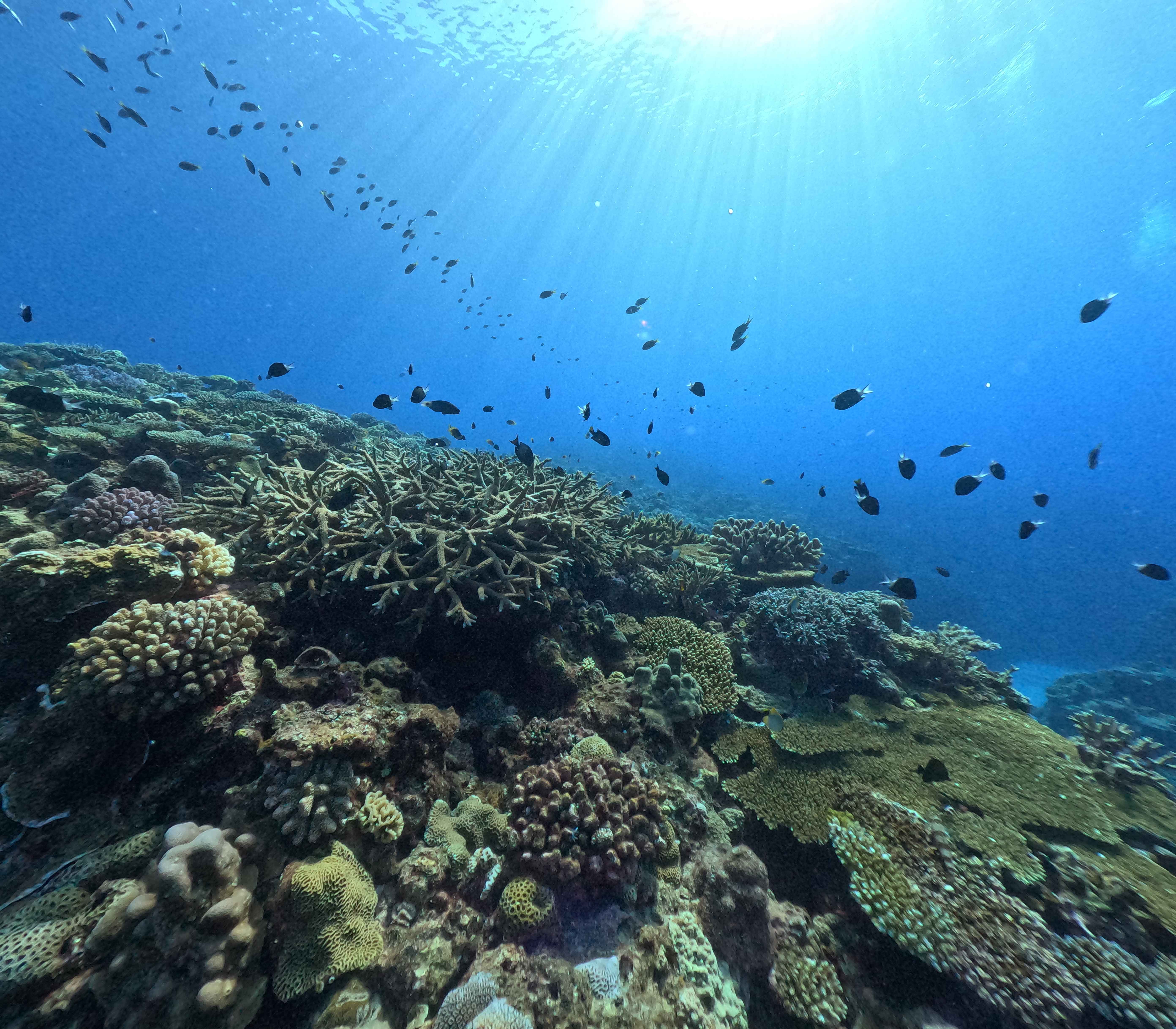 太陽の光が差し込むと、水中は一気にキラキラした世界に。