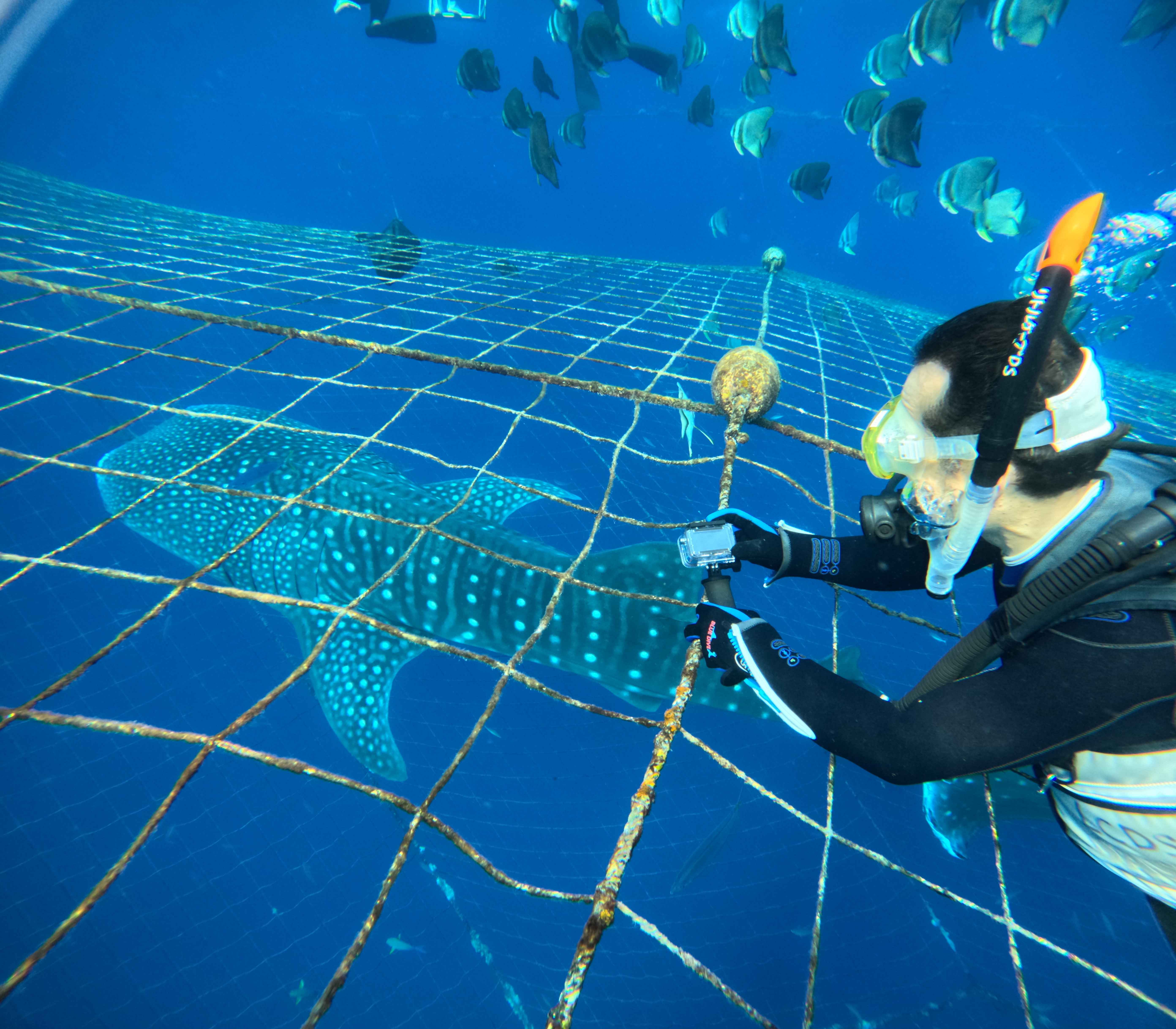 レンタカーなしでも楽しめる沖縄の海。<br>まずは大迫力のジンベエザメ体験ダイビング！