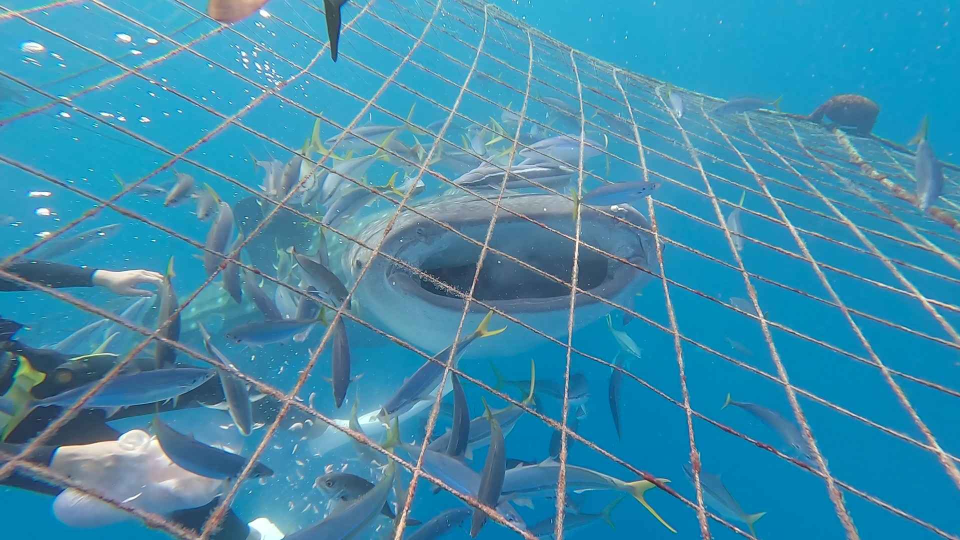 水面からでもこの迫力！シュノーケリングでは、ジンベエザメの全身を見渡しながら楽しむことができます