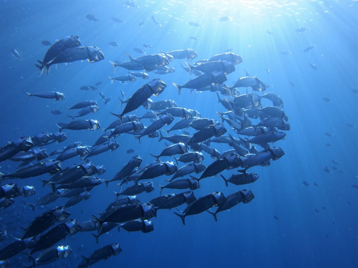 魚群ってやっぱりいいですよね リトルケープ ダイビングサービス